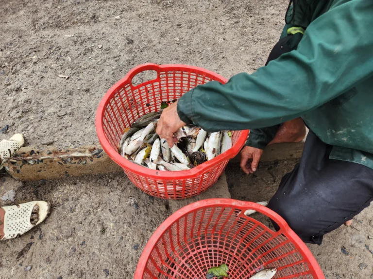 hinh-fishing-25