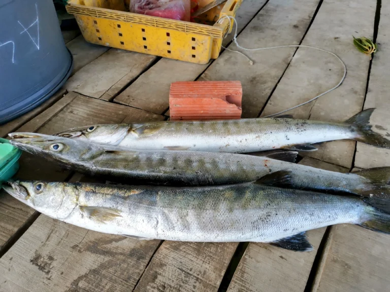 hinh-fishing-53